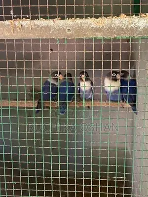 African Love Birds