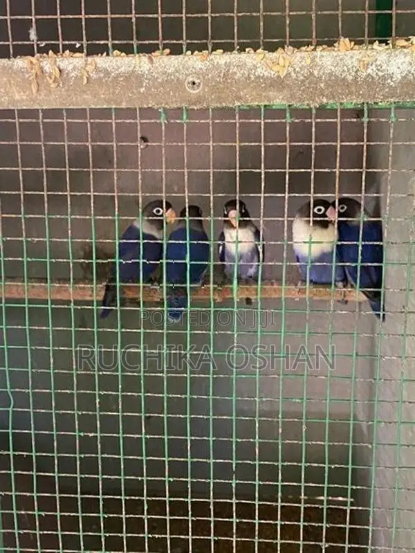 African Love Birds