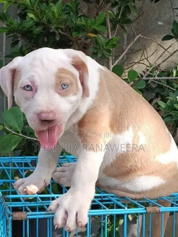 American Bully Puppies