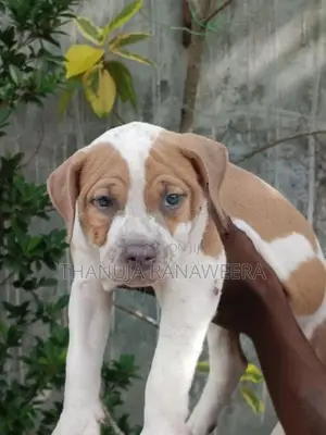 American Bully Puppies