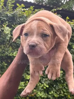 American Bully Puppies