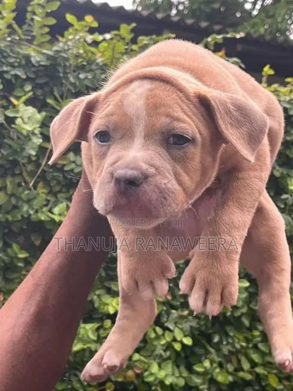 American Bully Puppies
