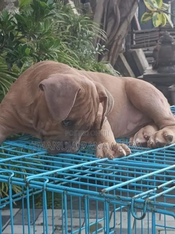 American Bully Puppies