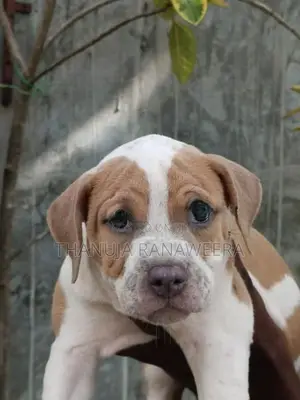 American Bully Puppies