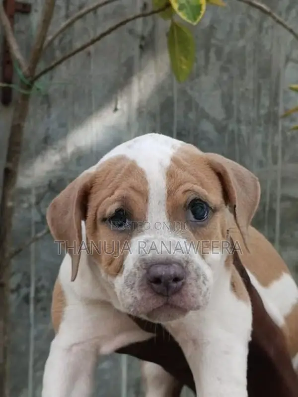 American Bully Puppies