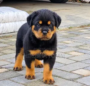 Rottweiler Puppy