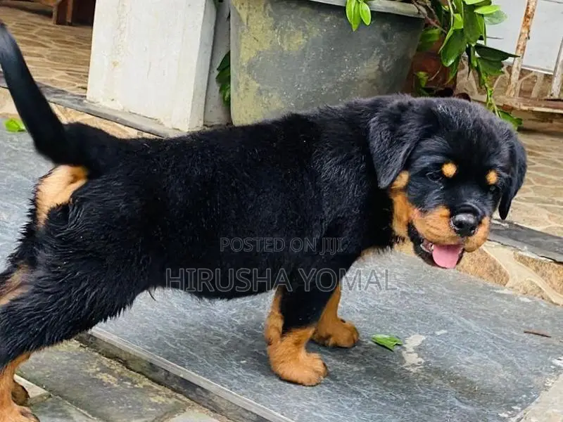 Rottweiler Puppy