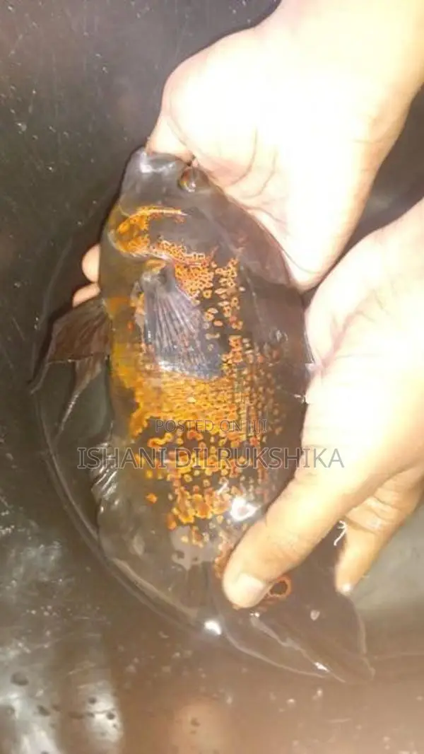 Black Tiger Oscar Red Patch 9 Or 10 Inch