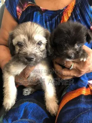 Maltese Puppies