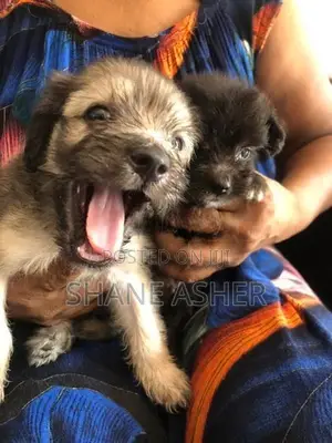 Maltese Puppies