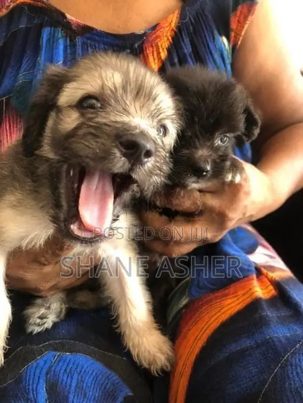 Maltese Puppies