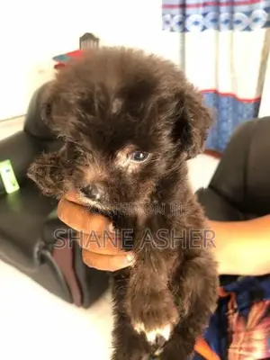 Maltese Puppies