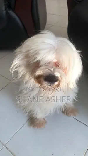 Maltese Puppies