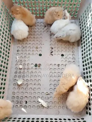 Syrian Hamsters