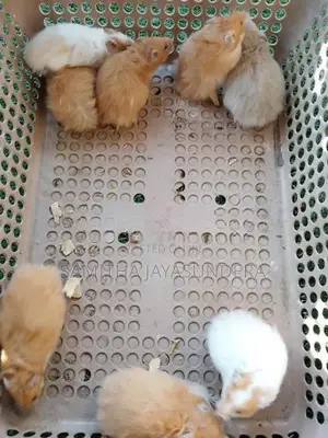 Syrian Hamsters