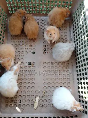 Syrian Hamsters