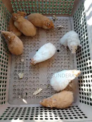 Syrian Hamsters