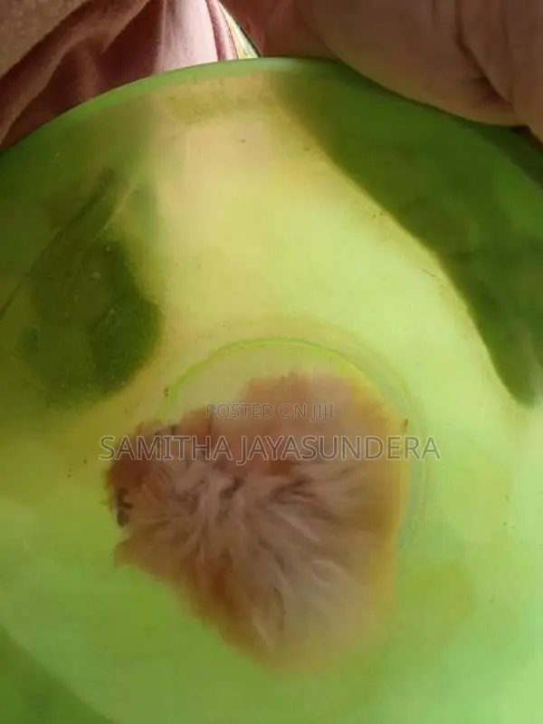 Syrian Hamsters