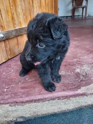 German Shepherd Long Coat Puppies