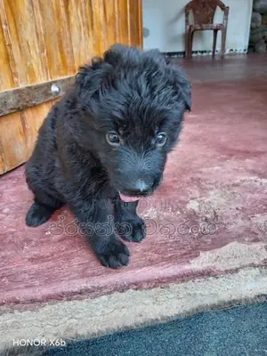 German Shepherd Long Coat Puppies