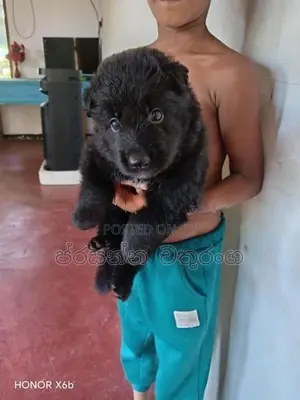 German Shepherd Long Coat Puppies