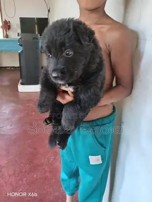 German Shepherd Long Coat Puppies