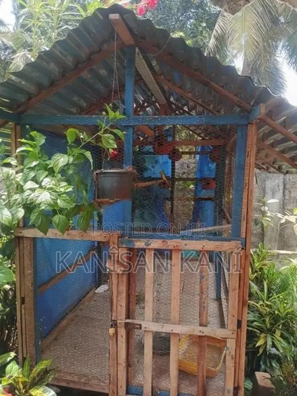 கோழிகூடு