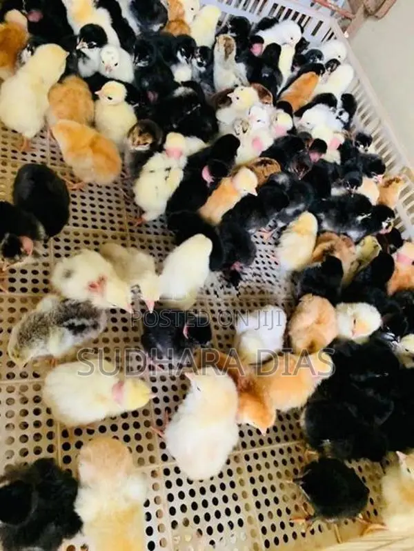 Day Old Country Chicks
