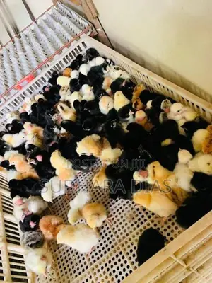 Day Old Country Chicks