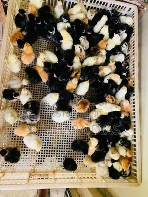 Day Old Country Chicks