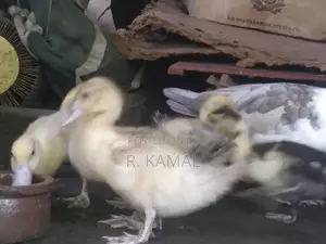 மணித்தாரா ( Manithara )