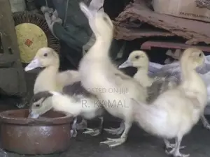 மணித்தாரா ( Manithara )