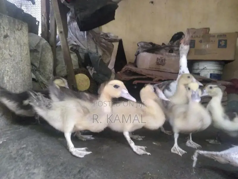 மணித்தாரா ( Manithara )