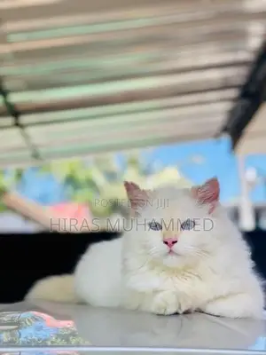 Persian Cat