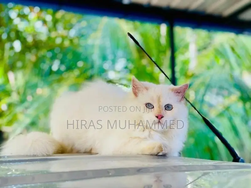 Persian Cat