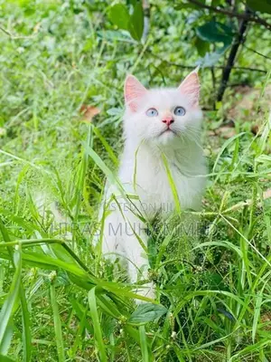Persian Cat