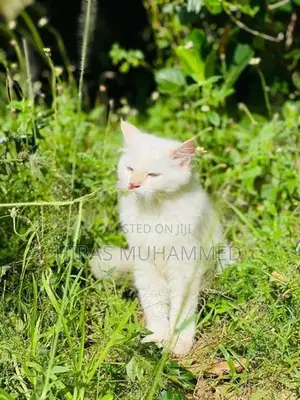 Persian Cat