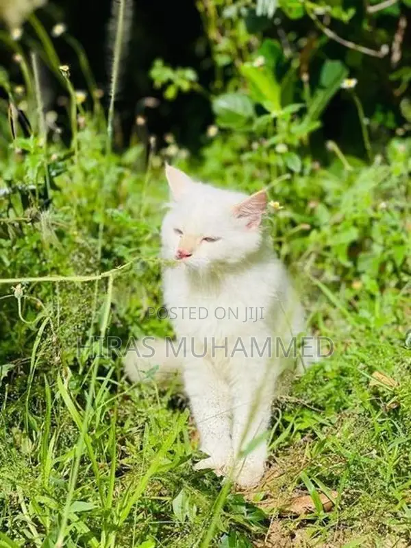 Persian Cat