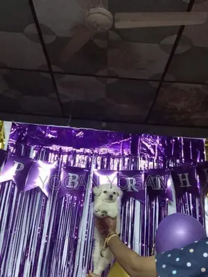 Lion Pomeranian Dog