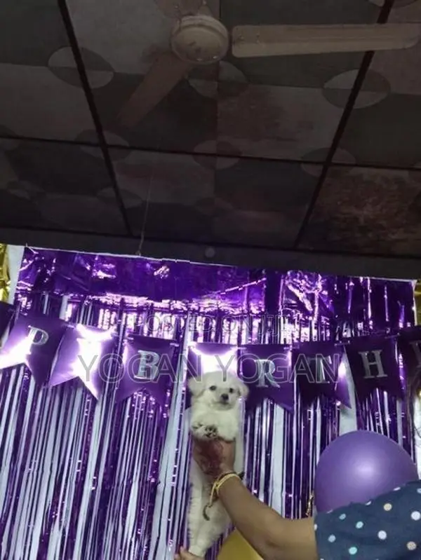 Lion Pomeranian Dog