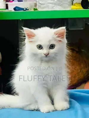 Persian Cat