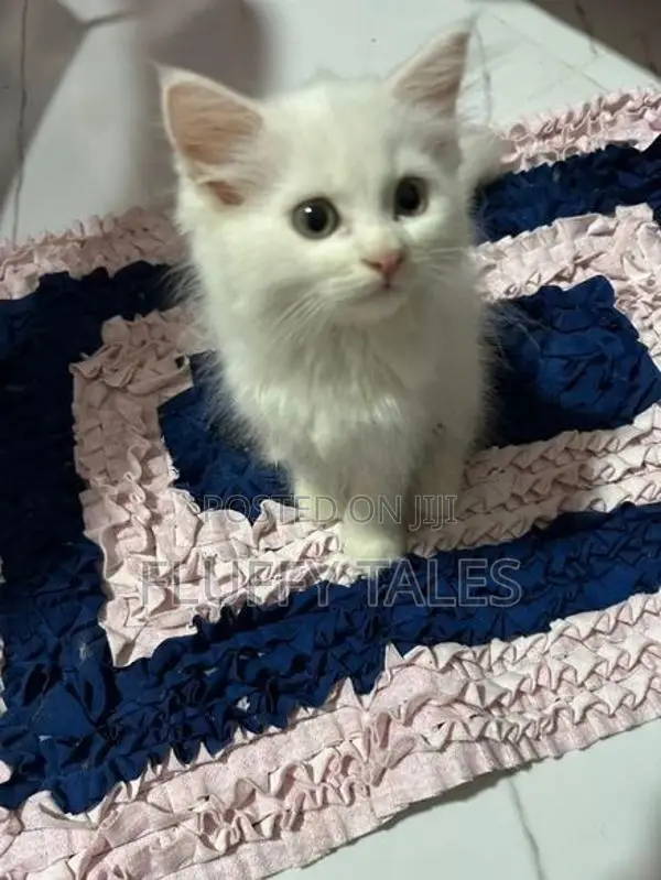 Persian Cat