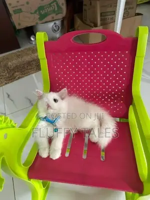 Persian Cat
