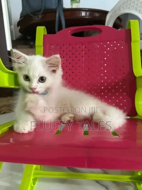 Persian Cat