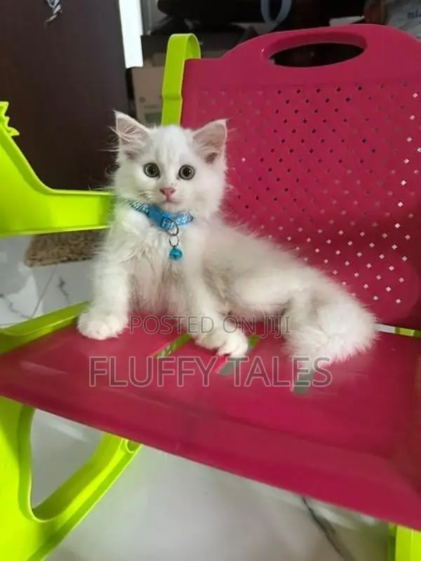 Persian Cat