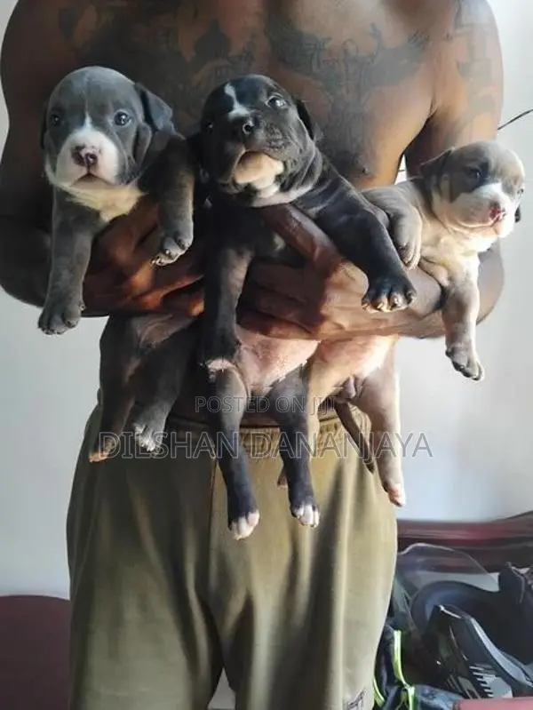American Bully Dog