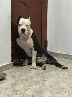 American Bully Dog