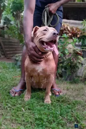 American Bully Dog