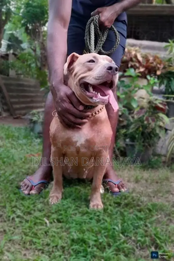 American Bully Dog