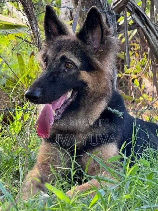 German Shepherd Female Dog